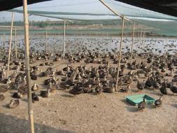 野鸭人工养殖技术