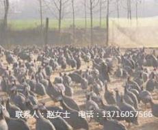 北京珍珠鸡养殖场