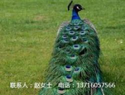 蓝孔雀养殖技术