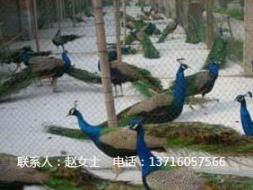 蓝孔雀养殖技术网