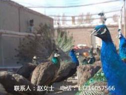 北京孔雀养殖场