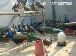 蓝孔雀苗,北京孔雀养殖基地