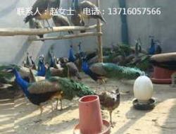 蓝孔雀,孔雀养殖