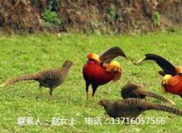 红腹锦鸡专业养殖合作社