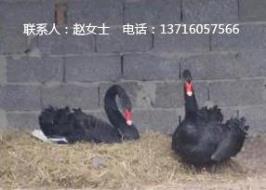特种养殖黑天鹅出售